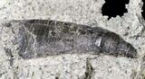 Indeterminate Theropod Tooth In Matrix - Skull Creek Quarry #19365-1